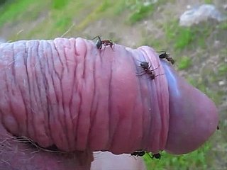 Kinky gay blade pokes his consolidated cock buy an ant hill and enjoys it